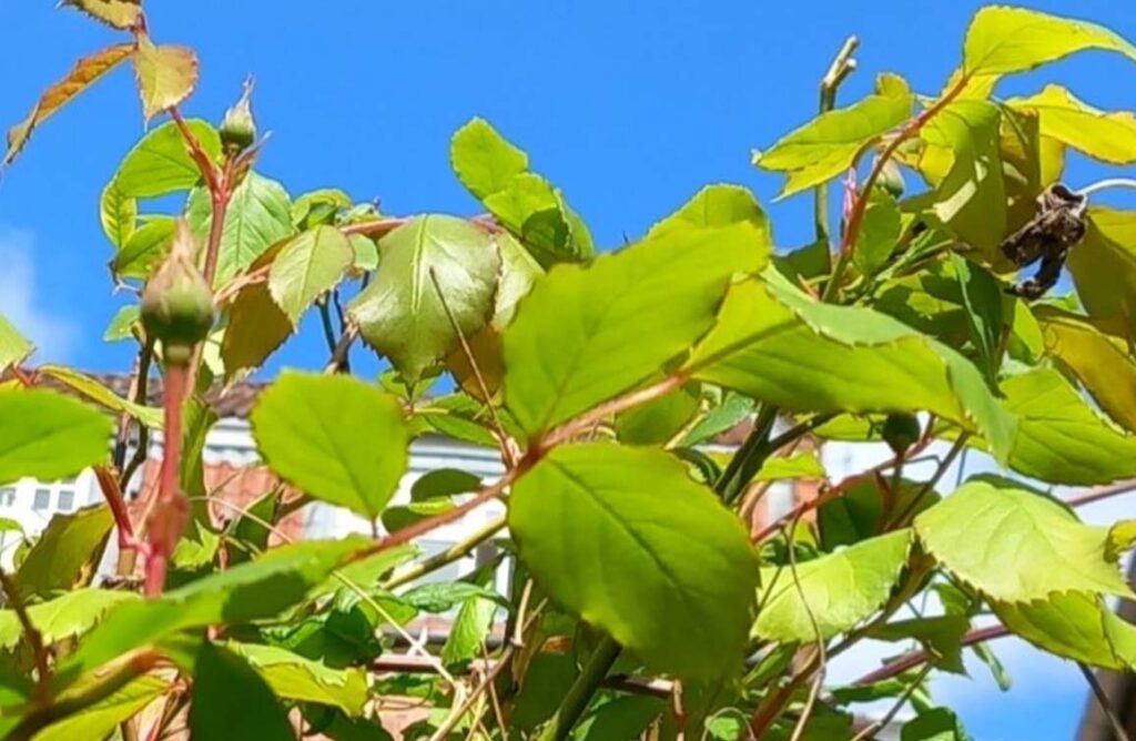 HCA - rose i barndommens have